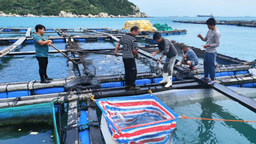 桂山镇大力发展海水养殖种子产业，种鱼将供应湛江阳江等地